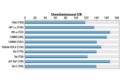 E Image 1: Phospho-Threonine Antibody (P-Thr-Polyclonal) (HRP Conjugate)