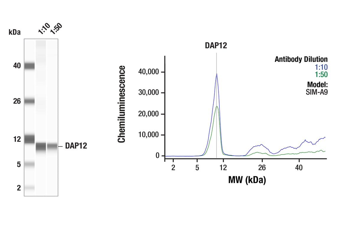 Western Blotting Image 1: DAP12 (F1Q2P) Rabbit Monoclonal Antibody