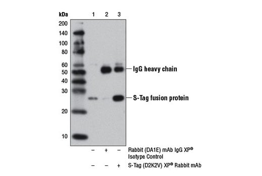 Immunoprecipitation Image 1: S-Tag (D2K2V) Rabbit Monoclonal Antibody
