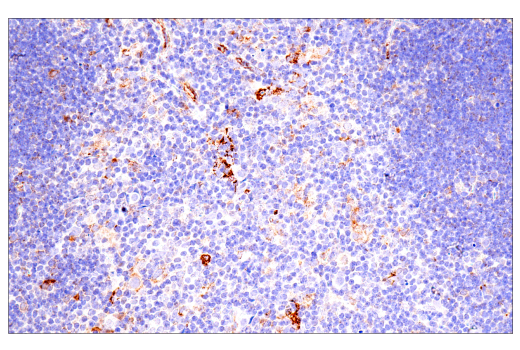 Immunohistochemistry Image 2: Maoa (E3L3B) Rabbit Monoclonal Antibody