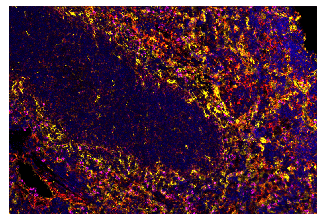 Immunohistochemistry Image 1: CD36 (E8B7S) & CO-0089-750 SignalStar<sup>™</sup> Oligo-Antibody Pair