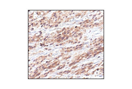 Immunohistochemistry Image 1: IkappaB alpha (L35A5) Mouse Monoclonal Antibody (Amino-terminal Antigen) (BSA and Azide Free)