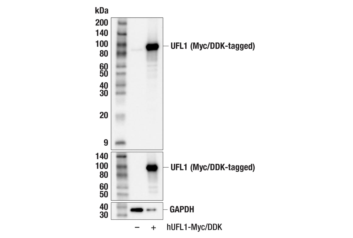 Western Blotting Image 3: UFL1 (F5P6L) Rabbit Monoclonal Antibody