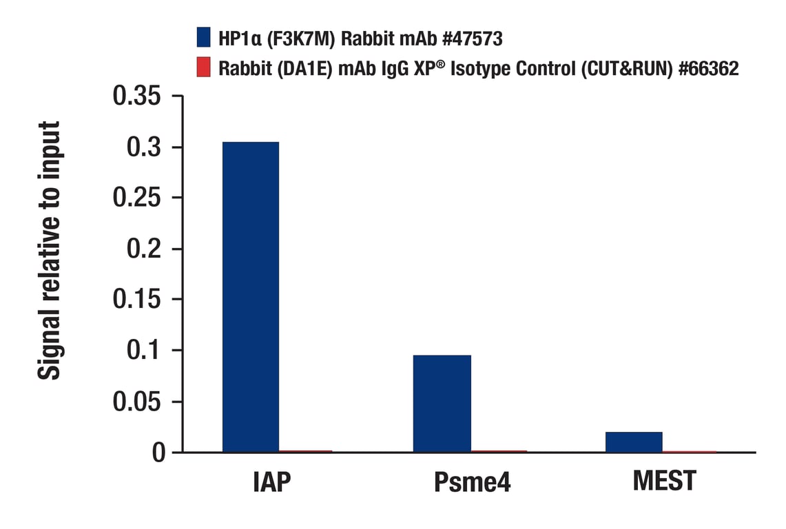 CUT & RUN Image 3: HP1 alpha (F3K7M) Rabbit Monoclonal Antibody