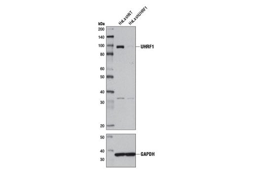 Western Blotting Image 2: UHRF1 (D6G8E) Rabbit Monoclonal Antibody