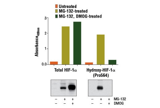 ELISA Image 1: PathScan<sup>®</sup> Total HIF-1α Sandwich ELISA Kit