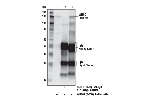 Immunoprecipitation Image 1: WHSC1 (D4Z8Q) Rabbit Monoclonal Antibody
