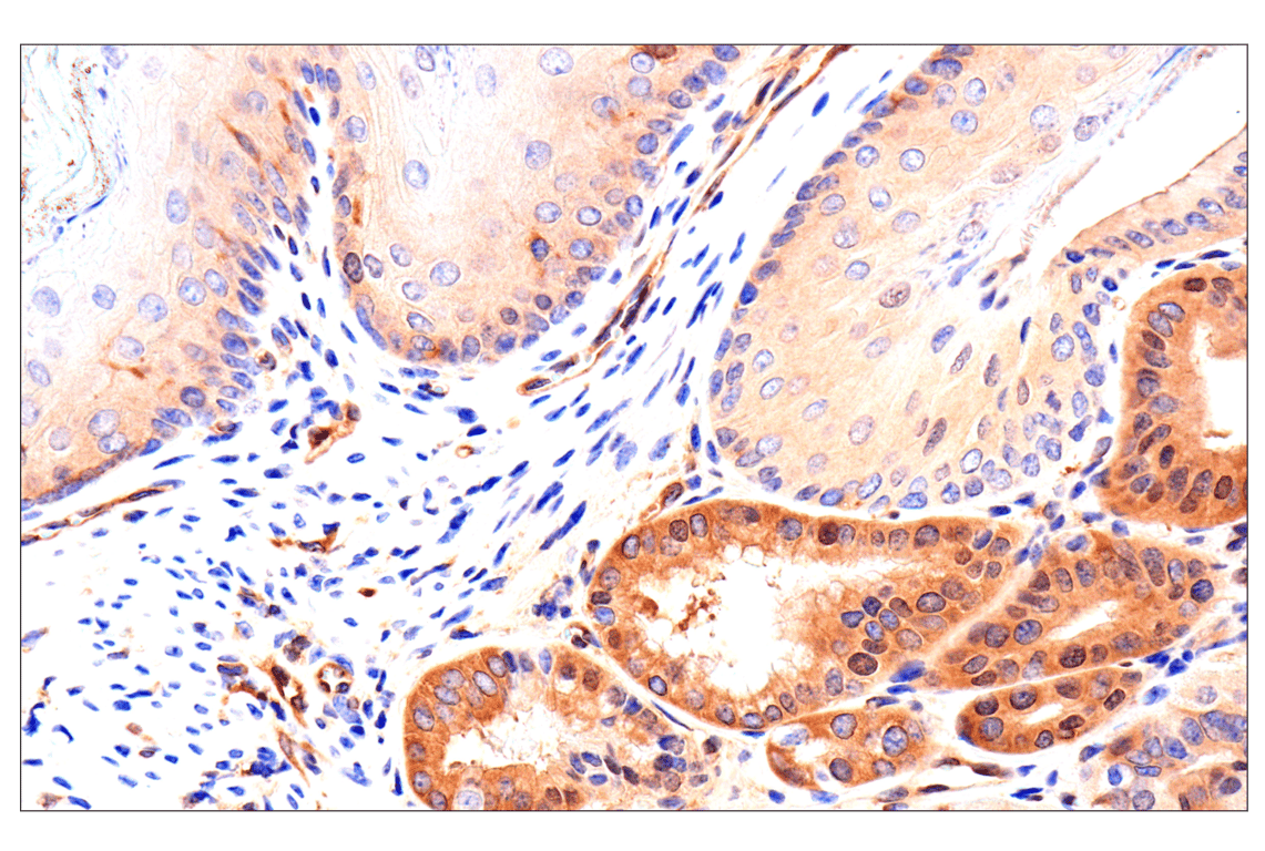 Immunohistochemistry Image 9: Caspase-8 (F5K9P) Rabbit mAb
