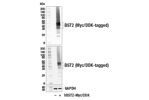 Western Blotting Image 3: BST2 (E4N3W) Rabbit Monoclonal Antibody (BSA and Azide Free)
