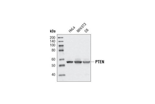 Western Blotting Image 3: PTEN Antibody
