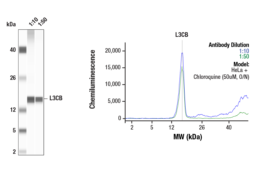 undefined Image 34: Mitophagy Antibody Sampler Kit
