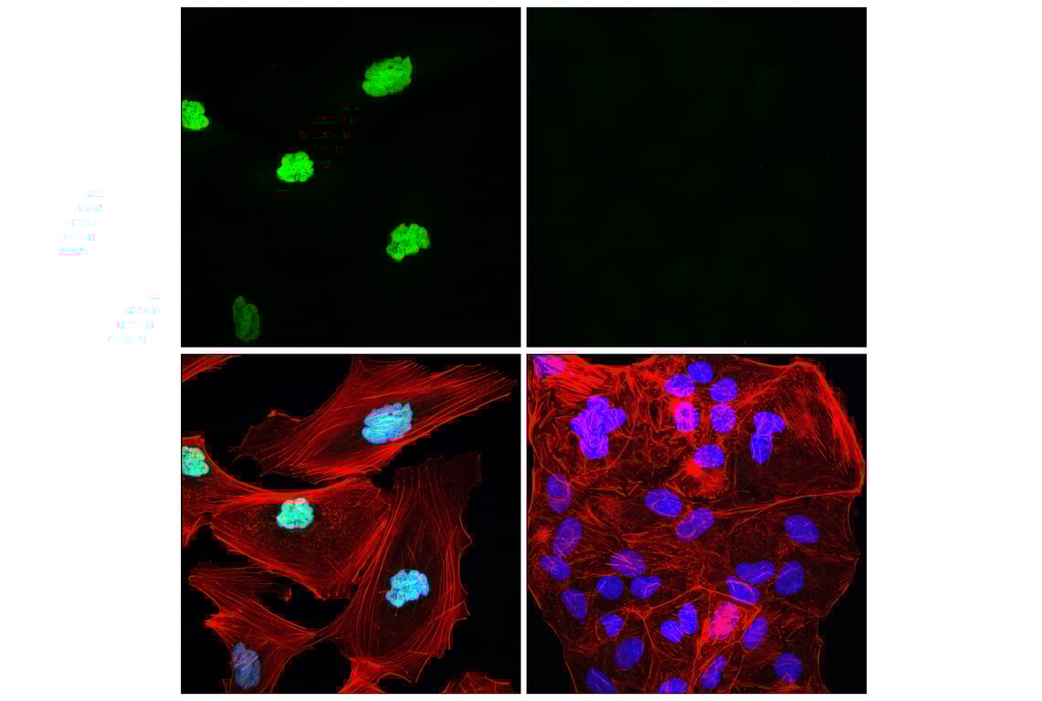 Immunofluorescence Image 1: NFI-A (E6Z1R) Rabbit Monoclonal Antibody