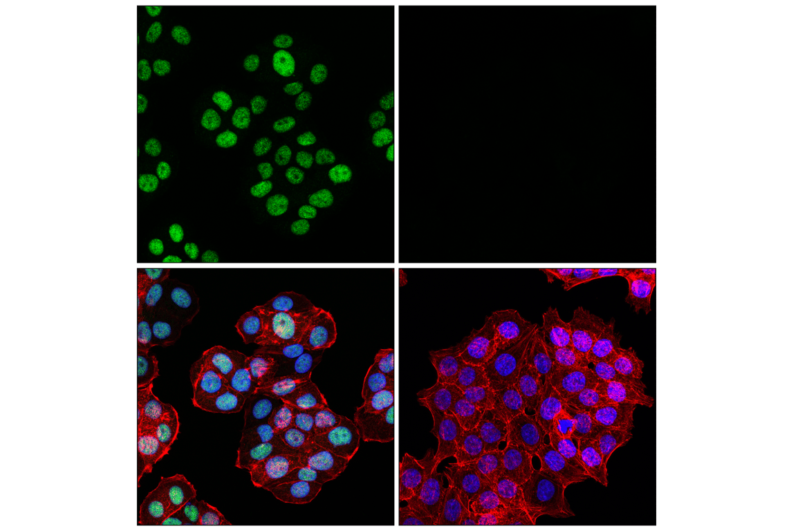 Immunofluorescence Image 1: MLH1 (ES05) Mouse Monoclonal Antibody