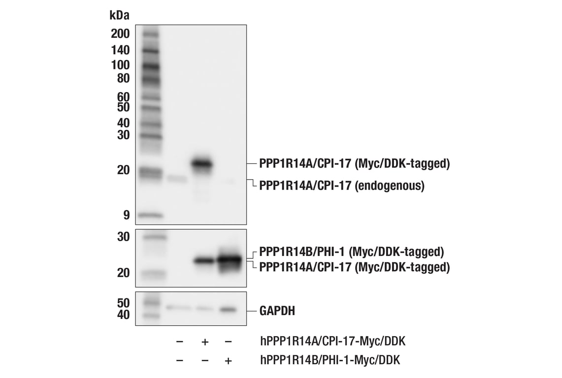 Western Blotting Image 3: PPP1R14A/CPI-17 (F4D8A) Rabbit Monoclonal Antibody
