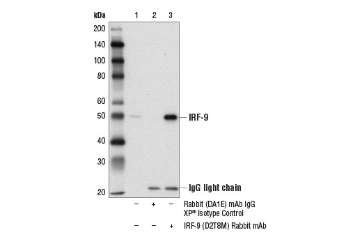 Immunoprecipitation Image 1: IRF-9 (D2T8M) Rabbit Monoclonal Antibody