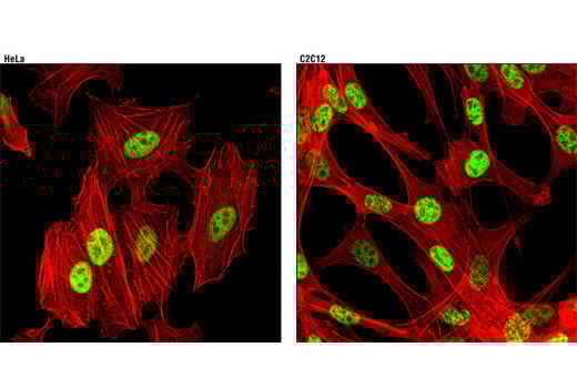 Immunofluorescence Image 2: SirT1 (1F3) Mouse Monoclonal Antibody