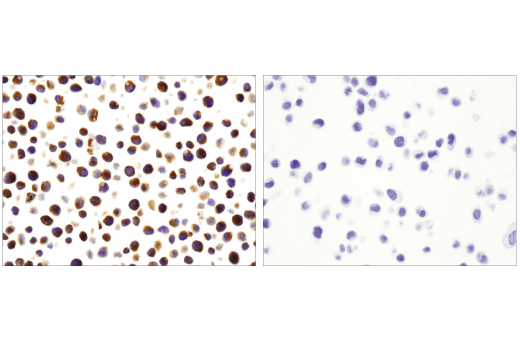 undefined Image 20: NETosis Antibody Sampler Kit