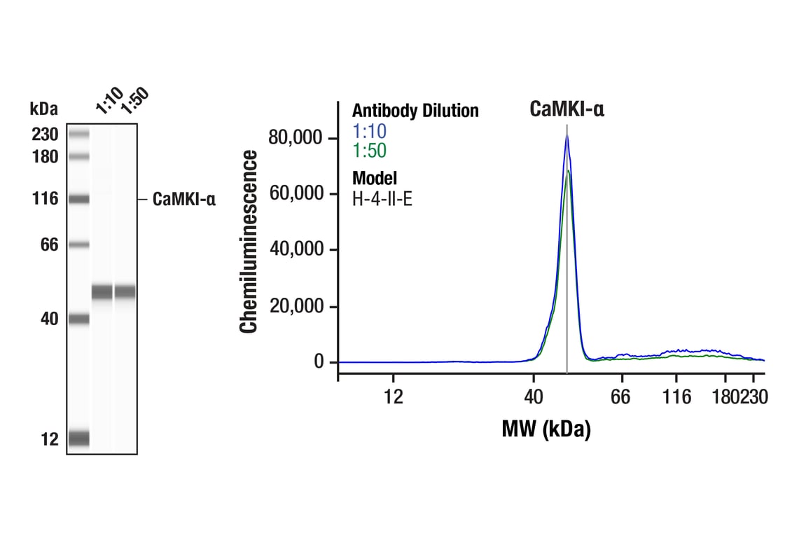 Western Blotting Image 1: CaMKI-alpha (F1M8F) Rabbit Monoclonal Antibody