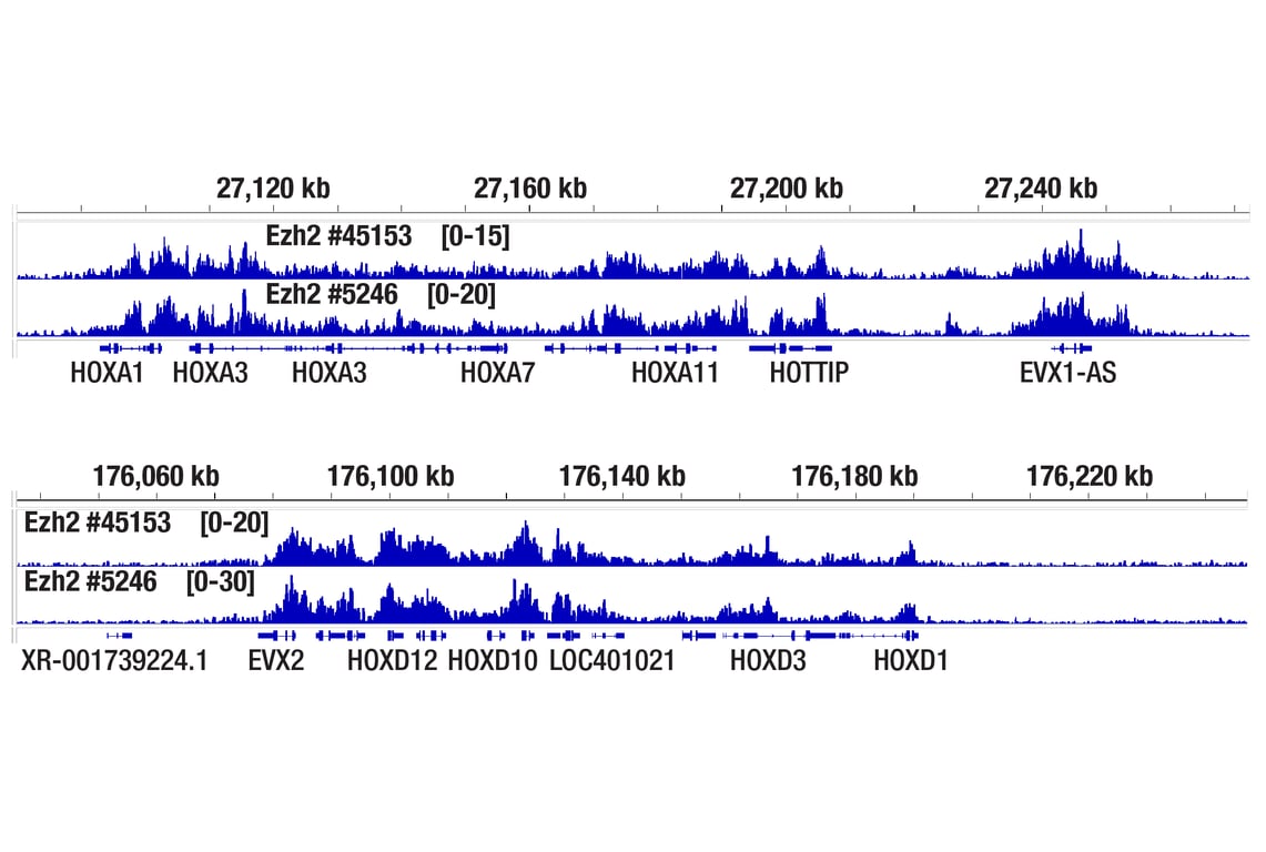Chromatin Immunoprecipitation Image 2: Phospho-Ezh2 (Thr345) (E7T7K) Rabbit Monoclonal Antibody