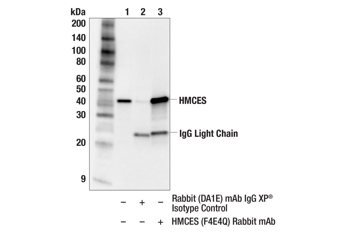 Immunoprecipitation Image 1: HMCES (F4E4Q) Rabbit Monoclonal Antibody