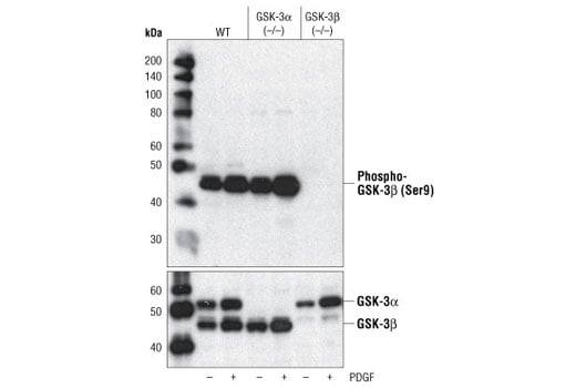Western Blotting Image 2: Phospho-GSK-3 beta (Ser9) (5B3) Rabbit Monoclonal Antibody