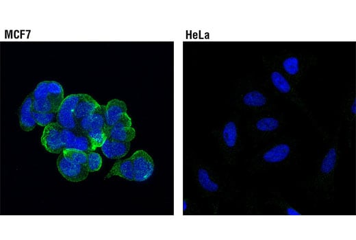 Immunofluorescence Image 1: Rab25 (D4P6P) Rabbit Monoclonal Antibody
