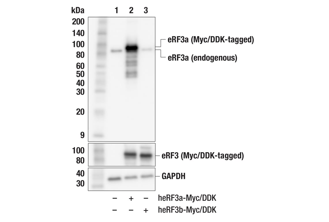 Western Blotting Image 3: eRF3a (F9H3X) Rabbit Monoclonal Antibody