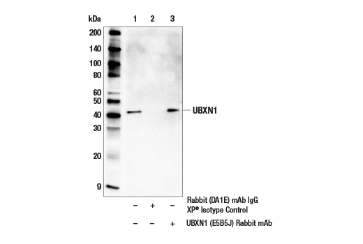 Immunoprecipitation Image 1: UBXN1 (E5B5J) Rabbit Monoclonal Antibody
