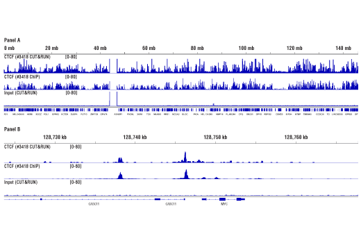 CUT & RUN Image 3: Concanavalin A Magnetic Beads and Activation Buffer