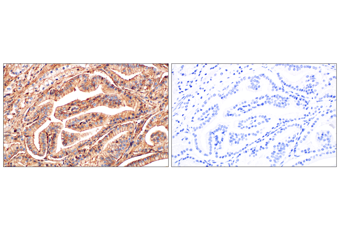 Immunohistochemistry Image 14: Annexin V (E3W8V) Rabbit Monoclonal Antibody (BSA and Azide Free)