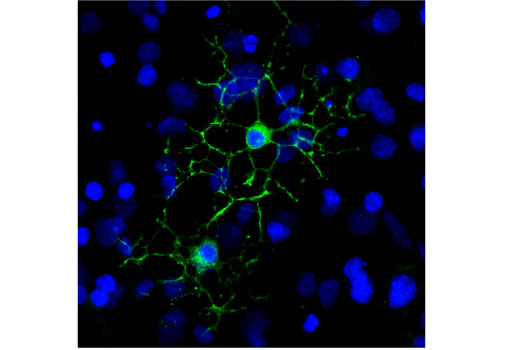 Immunofluorescence Image 1: Myelin Basic Protein (D8X4Q) Rabbit Monoclonal Antibody