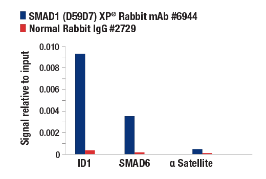 undefined Image 18: SMAD 1/5/9 Antibody Sampler Kit