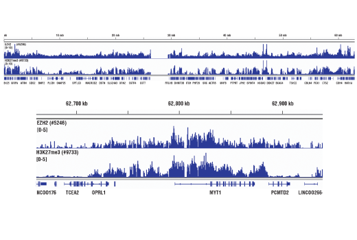 Ezh2 (D2C9) XP® Rabbit mAb | Cell Signaling Technology