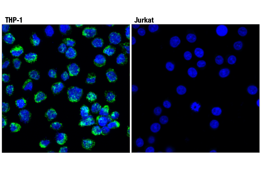 Immunofluorescence Image 1: CD68 (D4B9C) Rabbit Monoclonal Antibody (BSA and Azide Free)