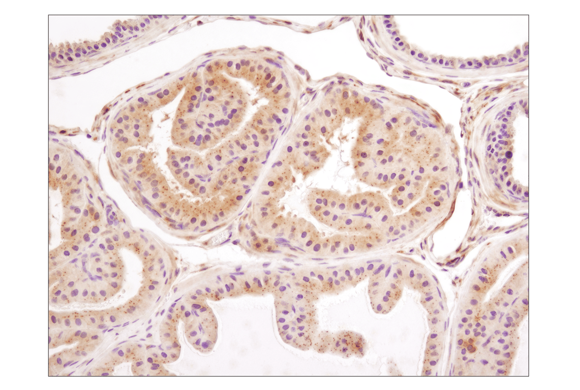 Immunohistochemistry Image 3: LC3A/B (D3U4C) Rabbit Monoclonal Antibody (BSA and Azide Free)