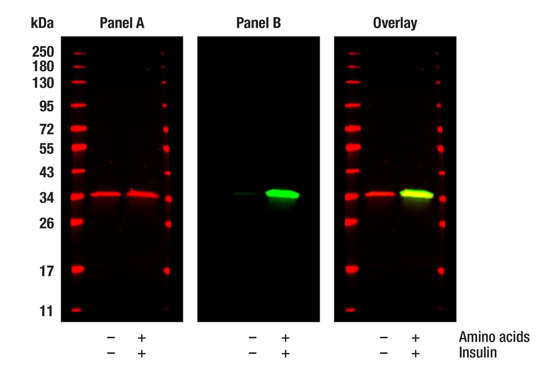 Western Blotting Image 1: S6 Ribosomal Protein (54D2) Mouse Monoclonal Antibody