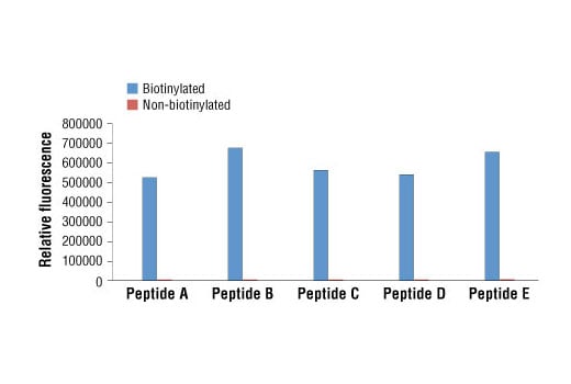 E Image 1: Anti-biotin (D5A7) Rabbit mAb (HRP Conjugate)