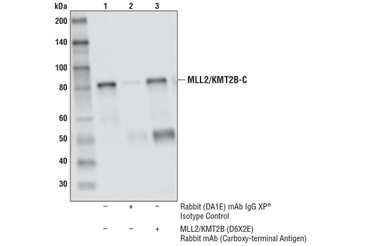 Immunoprecipitation Image 1: MLL2/KMT2B (D6X2E) Rabbit Monoclonal Antibody (Carboxy-terminal Antigen)