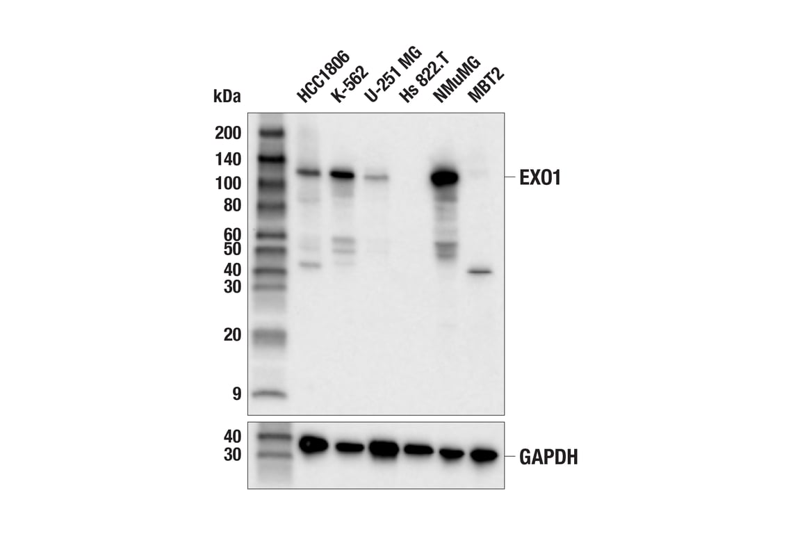 undefined Image 5: Mismatch DNA Repair (MMR) Antibody Sampler Kit