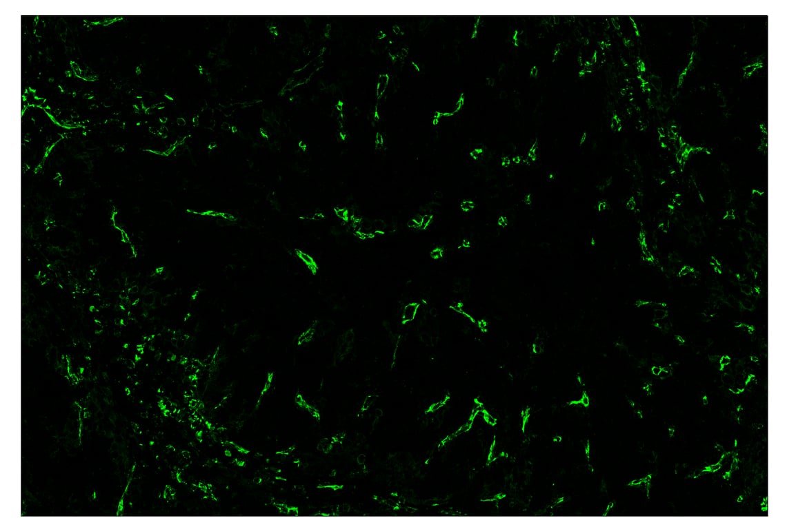 Immunohistochemistry Image 2: CD31 (PECAM-1) (89C2) & CO-0028-488 SignalStar<sup>™</sup> Oligo-Antibody Pair