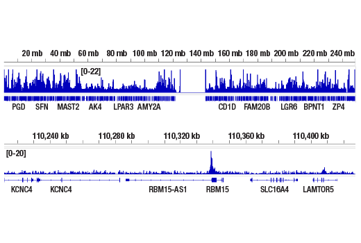 CUT & RUN Image 2: YY1 (D5D9Z) Rabbit Monoclonal Antibody
