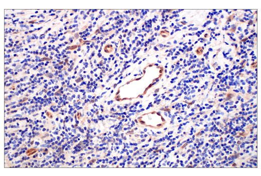Immunohistochemistry Image 1: Phospho-CrkL (Tyr207) (E9A1U) Rabbit Monoclonal Antibody (BSA and Azide Free)