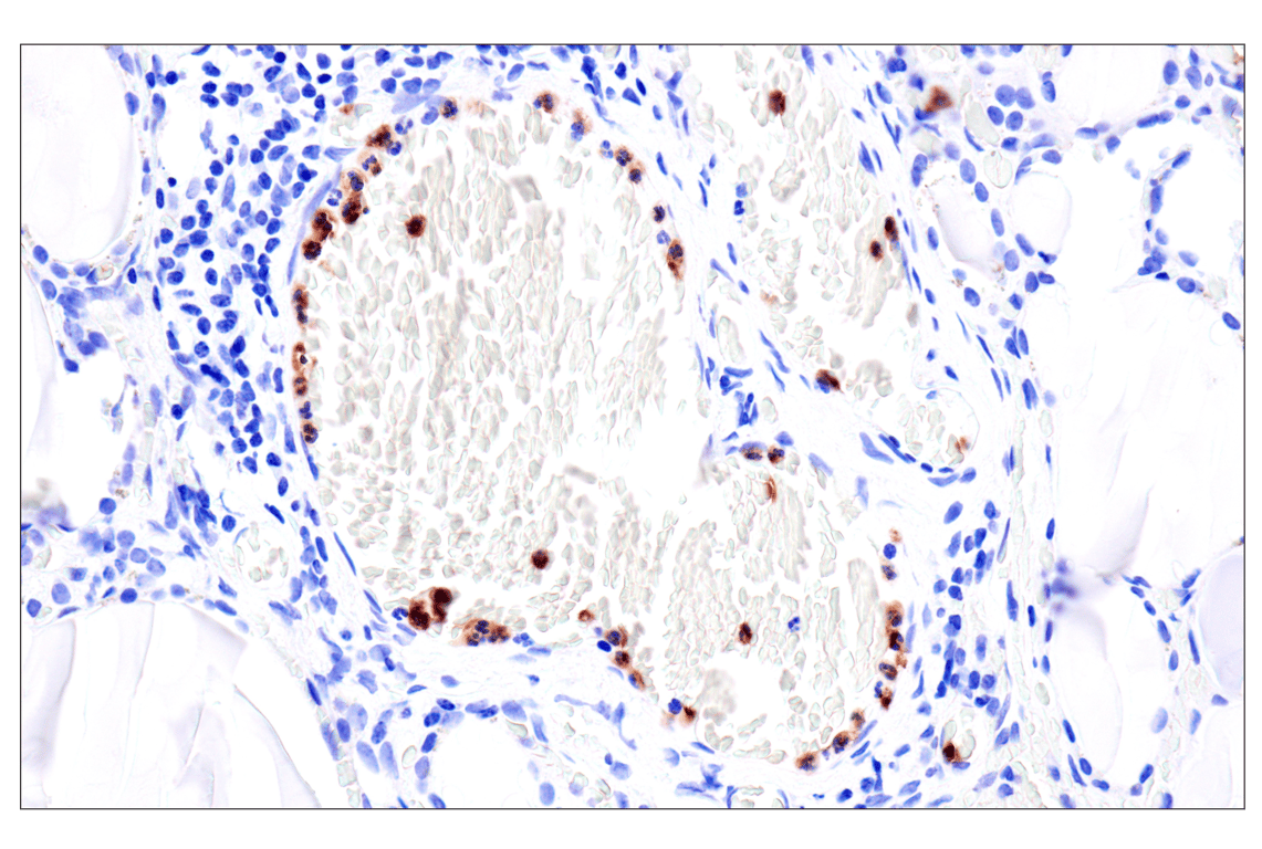 Immunohistochemistry Image 9: CD177 (F9O5U) Rabbit Monoclonal Antibody (BSA and Azide Free)