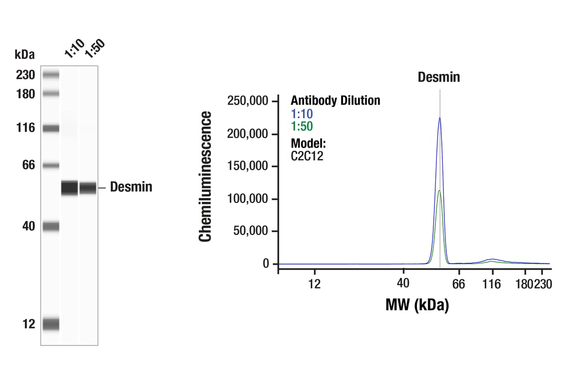 Western Blotting Image 1: Desmin (F5V4I) Rabbit Monoclonal Antibody