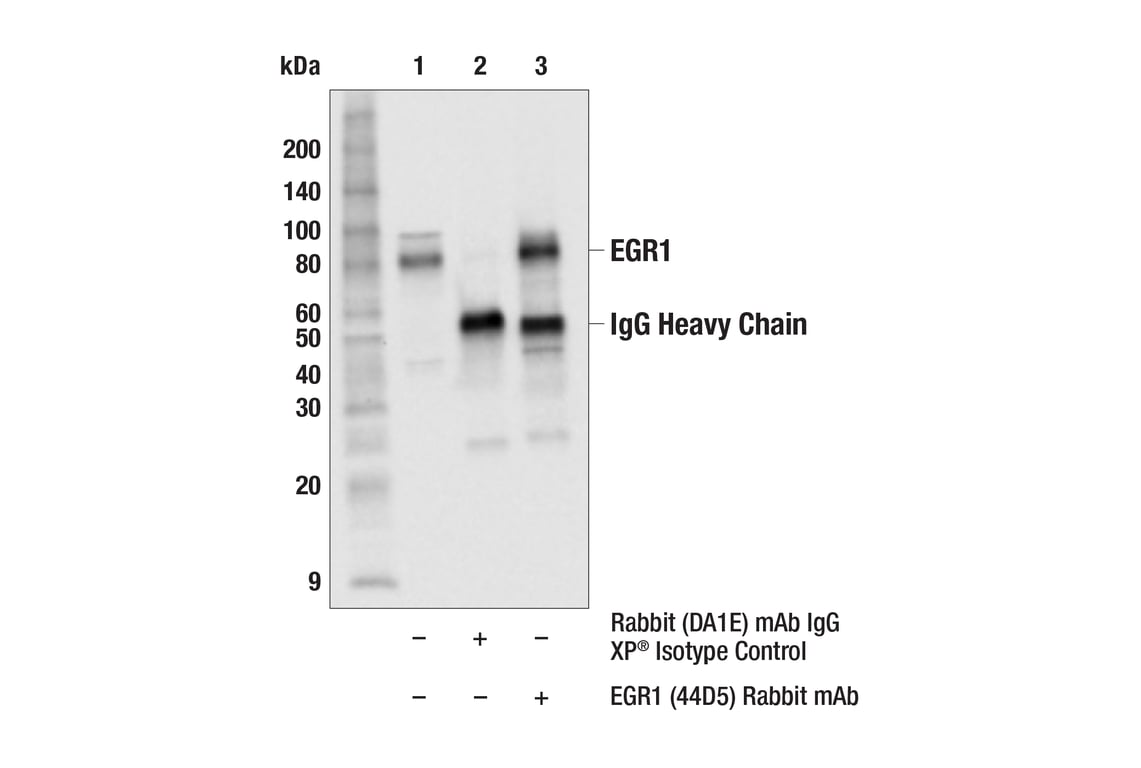 Immunoprecipitation Image 1: EGR1 (44D5) Rabbit Monoclonal Antibody