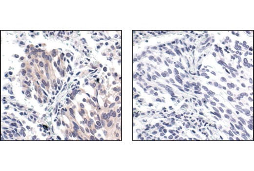 Immunohistochemistry Image 4: Phospho-eIF2 alpha (Ser51) (119A11) Rabbit Monoclonal Antibody (BSA and Azide Free)