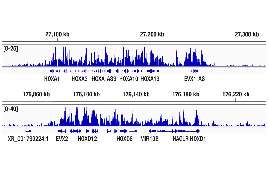 CUT & Tag Image 2: Tri-Methyl-Histone H3 (Lys27) (C36B11) Rabbit Monoclonal Antibody