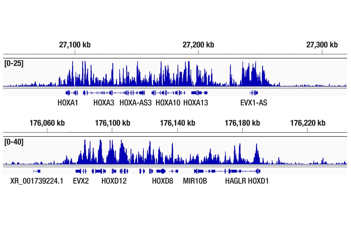 CUT & Tag Image 2: Tri-Methyl-Histone H3 (Lys27) (C36B11) Rabbit mAb