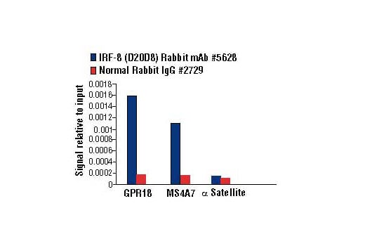 Chromatin Immunoprecipitation Image 3: IRF-8 (D20D8) Rabbit Monoclonal Antibody