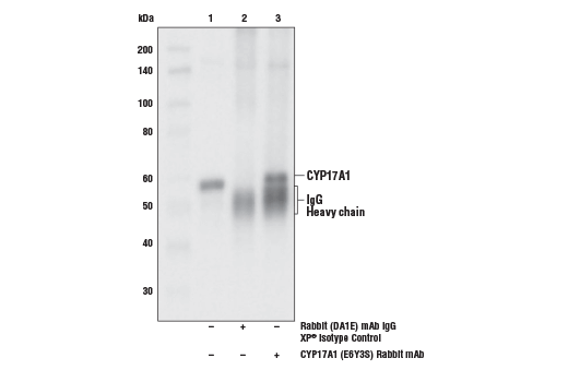 Immunoprecipitation Image 1: CYP17A1 (E6Y3S) Rabbit Monoclonal Antibody